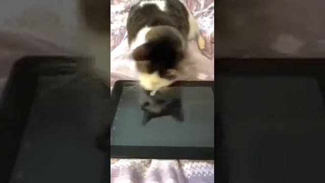 Кошки - мышки