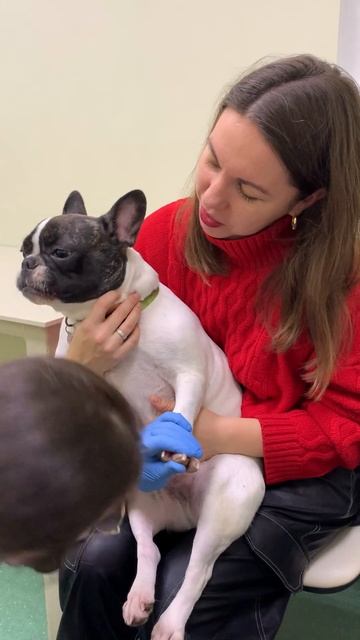 Стрижем коготки и обрастаем шерстью