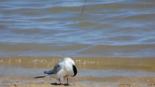 Chira mica, Sternula albifrons, Little Tern