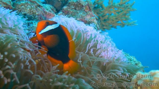 HDObservations : Tomato Clownfish (4K UHD)