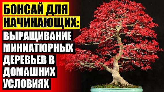 ЖИВОЕ ДЕРЕВО КОМНАТНОЕ РАСТЕНИЕ ЛЕЧЕБНЫЕ СВОЙСТВА ☑ БОНСАЙ ФИКУС УХОД В ДОМАШНИХ УСЛОВИЯХ