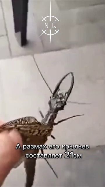 Крупнейшее летающее насекомое : Муха Добсона.
