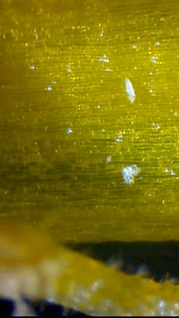 Одуванчик под микроскопом