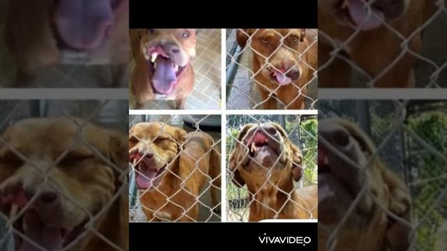 Все в ужасе отворачивались и убегали прочь от этой собаки. Посмотрите что с ней стало!!!