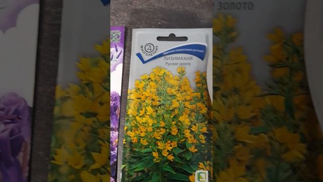 Семена после стратификации.