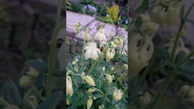 Недільний ранок в моєму саду