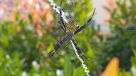 X-cellent! Hawaiian Garden Spider's Web in the Breeze