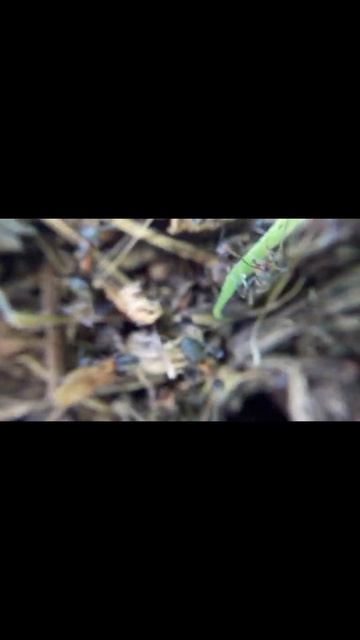 Hormiga Roja de la Madera! (Red Wood Ants)