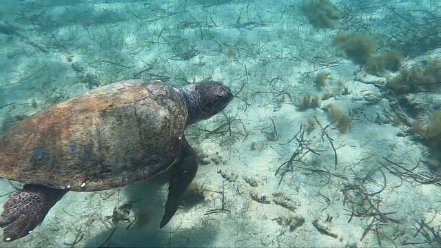 Cyprus 2021 Paddle-boarding and swimming with turtles Part 1