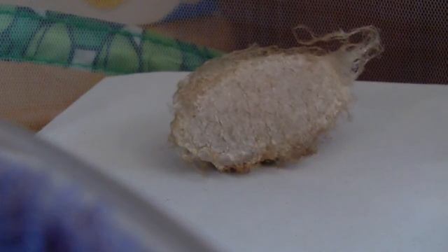 Polyphemus Moth Cocoon ready to emerge