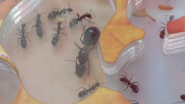 Camponotus turkestanicus (China) 12.06.2022