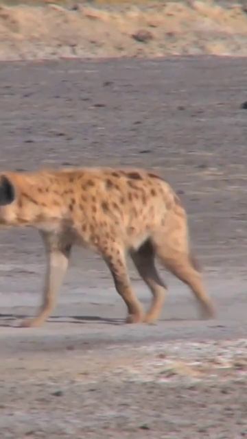 Hyenas intersting fact | #animals #hyena | @Nature29601