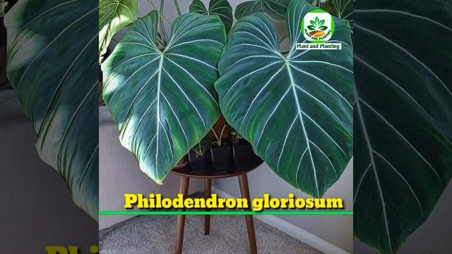54 Indoor Philodendron Plants | Stunning Indoor Philodendron Plants to grow| Plant and Planting