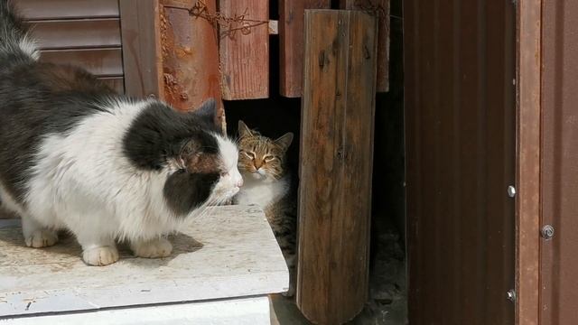 Март, коты, любовь - Он и Она