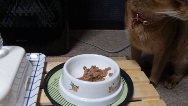 ２匹とも大好きロイカナウェット ROYAL CANIN INSTINCTIVE