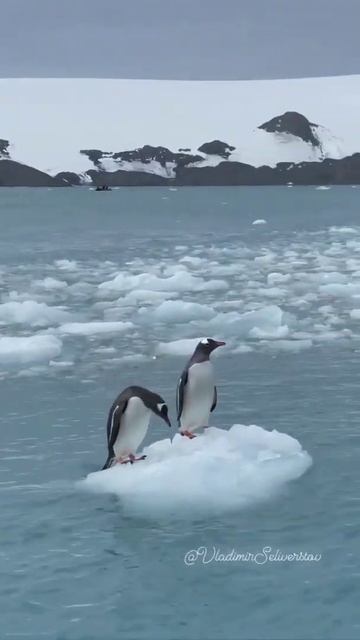 Penguins swim past Antarctica