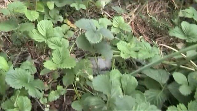 мой огород в начале лета 2