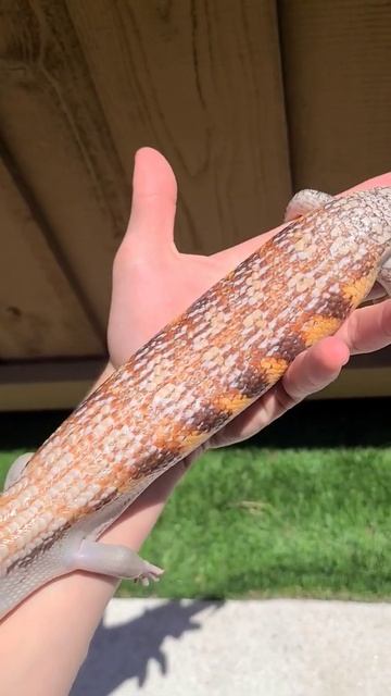 lil stunner Northern Blue tongue skink male 😉