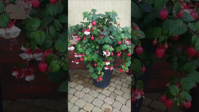 Kwiaty na balkon. Kwiecisty raj dla każdego. Jakie rośliny wybrać? Jakie kompozycje zrobić?