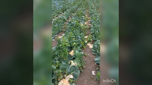 ВІДЕО #110. ОГЛЯД КАПУСТИ НА 13.06.2023.