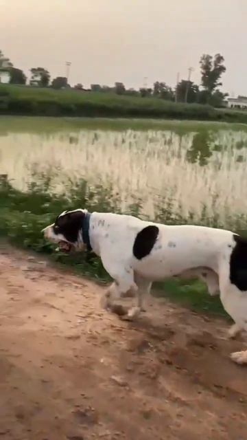 white bulldog | bully kutta | pitbull | american bulldog #pets #animals #dogs #trending #shorts