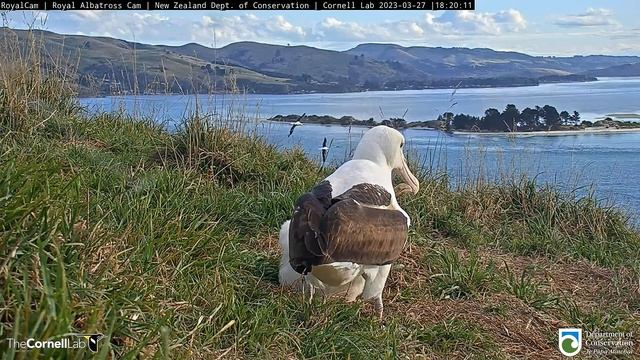 (27.03.2023) Альбатрос. Мама  прилетела  - Albatross. Mom has arrived