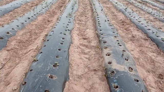 #strawberry#agro#полуниця Первая посадка клубники. Часть 2.КАК нас обманул поставщик рассады!