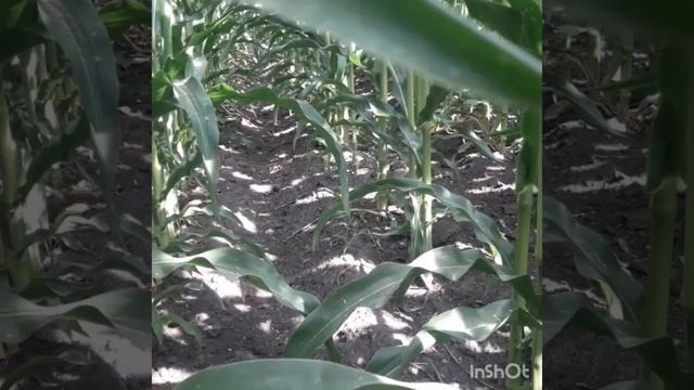 Обзор чотирьох гібридів кукурудзи ВНІС