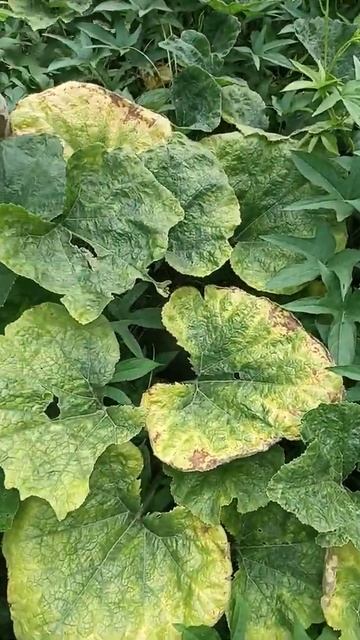 Fresh Vegetables (Jose's Garden)