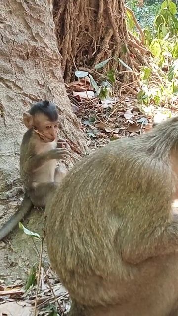 VID20240402151519 video Monkey |popular monkey Cambodia