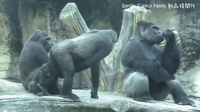 #ASMR #Gorilla #ゴリラ | D'jeeco Family 🦍Wonderful short film【#金剛猩猩】 #2022/1499 #動森猩聞 |Taipei Zoo 臺北動物