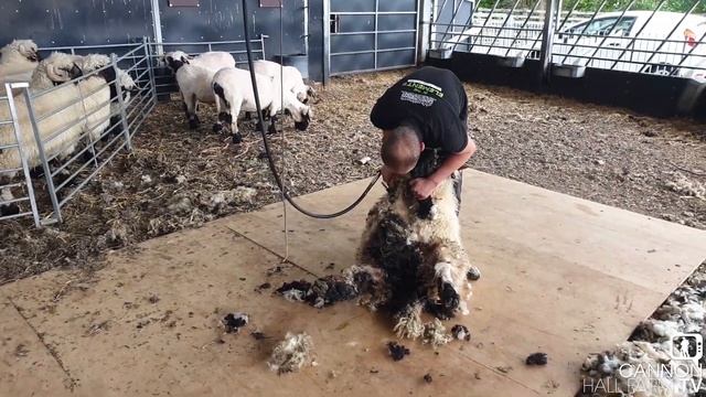 Shearing the Swiss Valais - Cannon Hall Farm