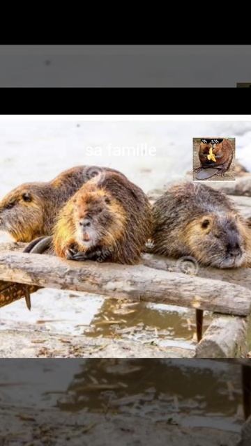 présentation de el castor