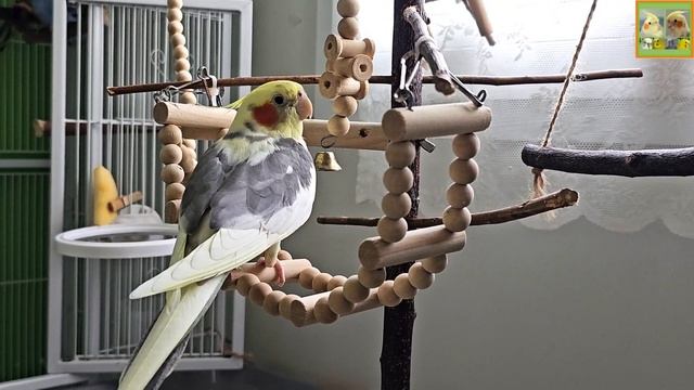 Funny Parrotszotti 520. Life of Cockatiels and budgies. Жизнь корелл и волнистых попугаев