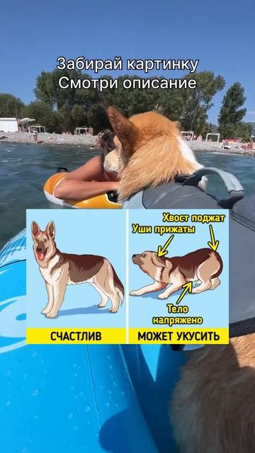 Картинка в телеграмме: Корги сырок
