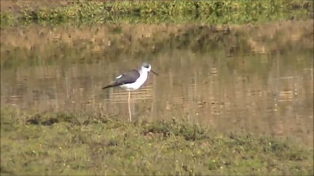 Himantopus himantopus  - Black winged stilt  - pernilongo