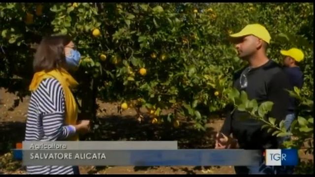 Il Limone Femminello Siracusano in emergenza