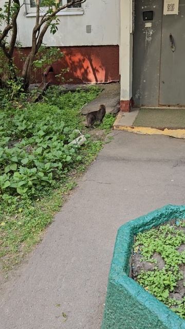 майские коты Москва 2024/May cats Moscow 2024 #shrots #cat #animals #cats #nature #кот #животные