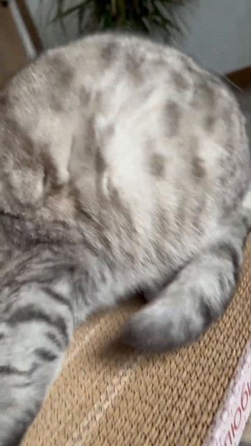 Чуть мышь не съела 😱 #кошка #мышка #охота #еда #cat #catvideos #mouse #silvermouse #pets #hanter