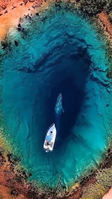 Cetina River Whale 🐋 comes up and sounds 🐳 #Shorts @All Any Cinematic