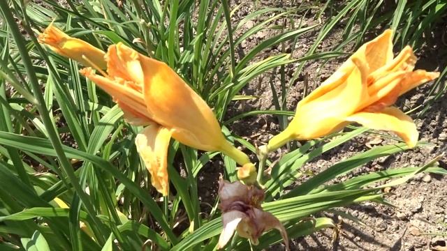 Hemerocallis var. Little Gypsy Eyes