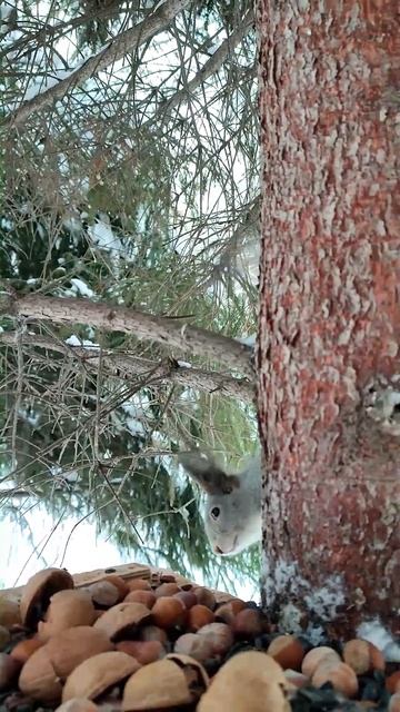 Белка выбирает орех. Squirrel chooses a nut