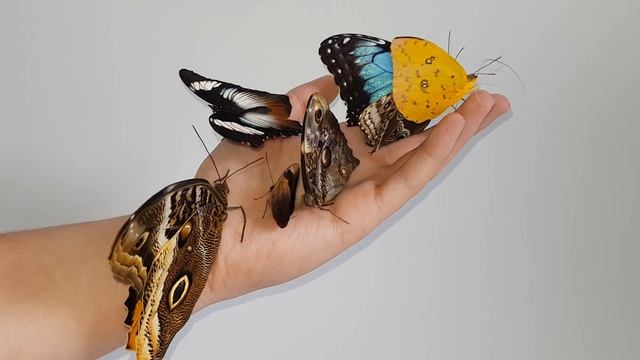 6 different species on my hand