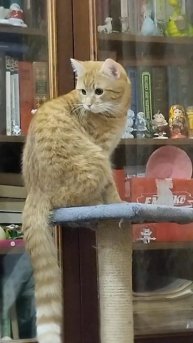 Сидит,посиживает #кот #мем #кеша #животные #коты #кошки #эдит