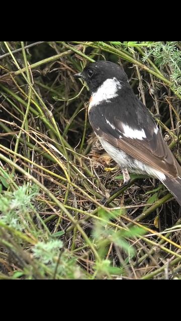 Черноголовый чекан кормит птенцов #birds #shorts