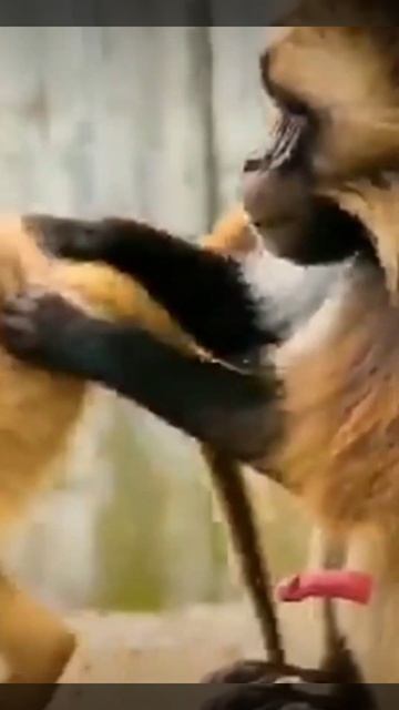 Monkey mating season ##youtube short varail video##ytstudio ##wild