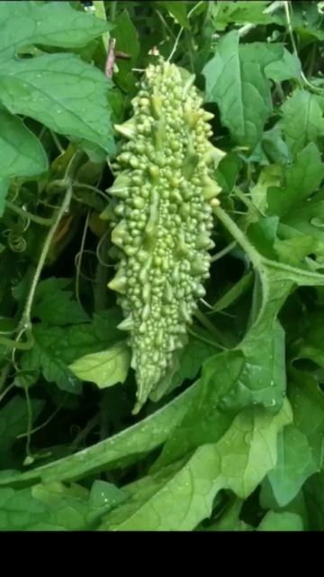 Top 10 summer vegetables plants #top #top10 #garden #viral #youtubeshorts