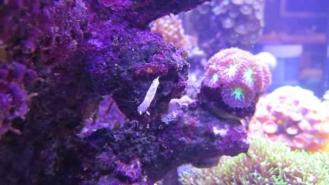 I get the coolest critters