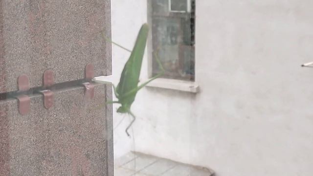 Саранча наводит жуть