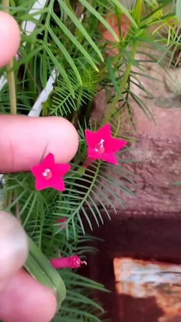 Cypress Vine Amazing flowering Vine